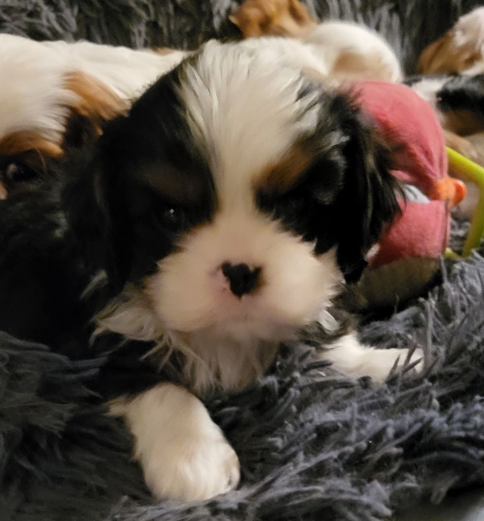 chiot Cavalier King Charles Spaniel du domaine de machrisor