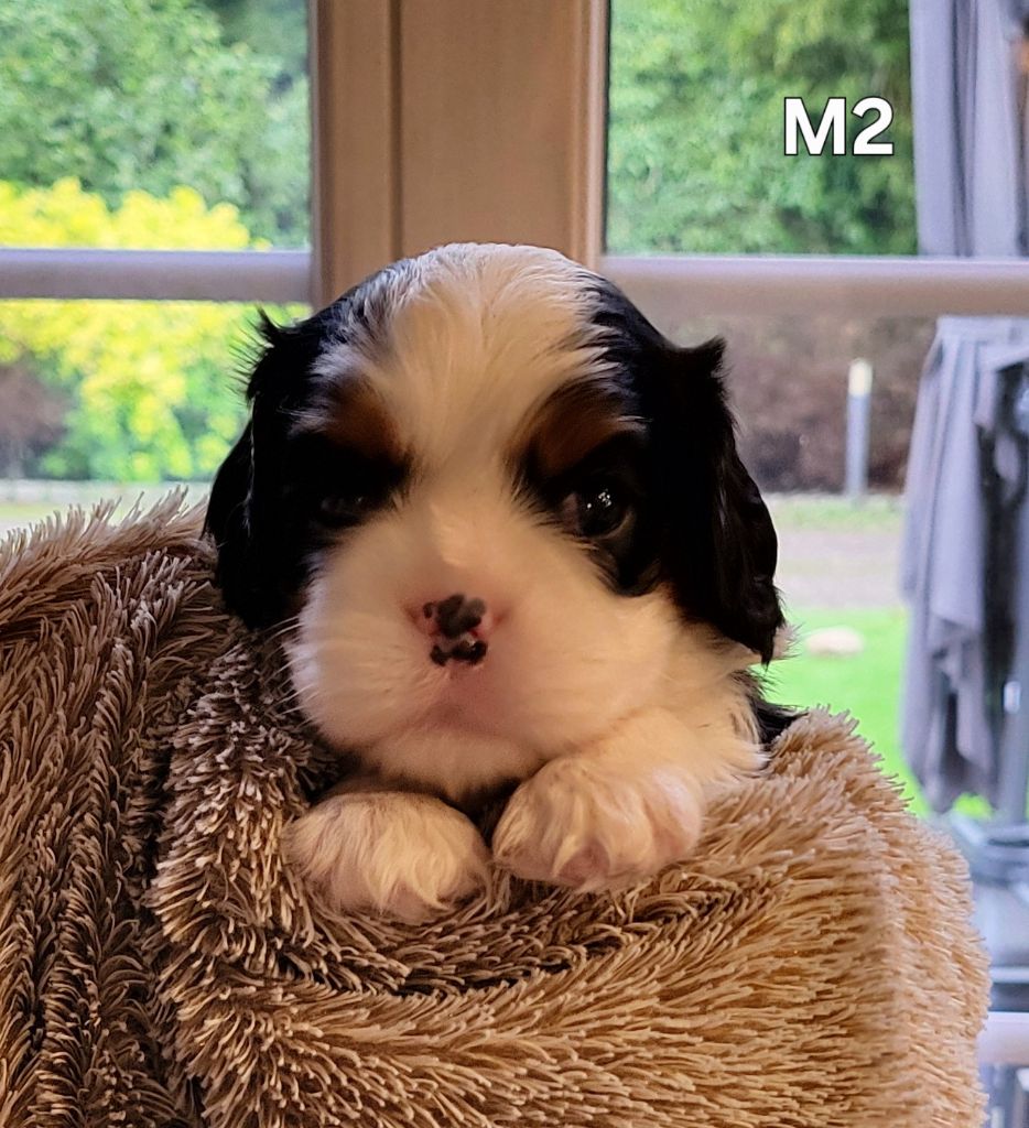 du domaine de machrisor - Chiot disponible  - Cavalier King Charles Spaniel