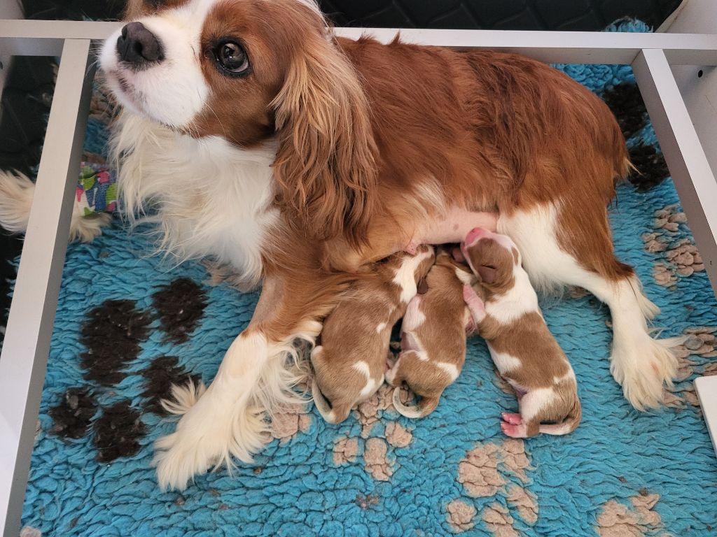 chiot Cavalier King Charles Spaniel du domaine de machrisor