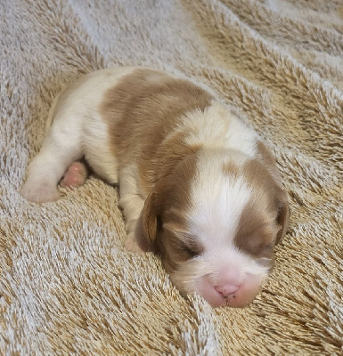 du domaine de machrisor - Cavalier King Charles Spaniel - Portée née le 11/12/2023