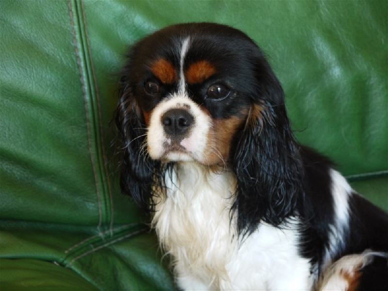 Hello kitty du domaine de machrisor