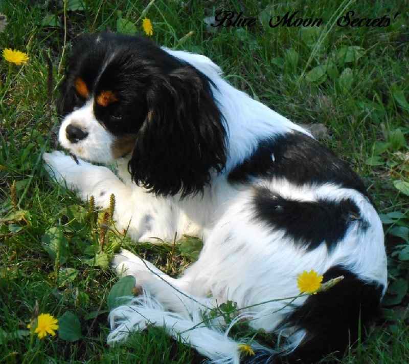 Ikebana haru (ike) du domaine de machrisor