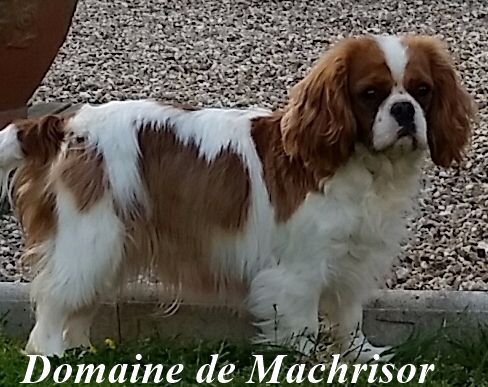 Huahine du domaine de machrisor