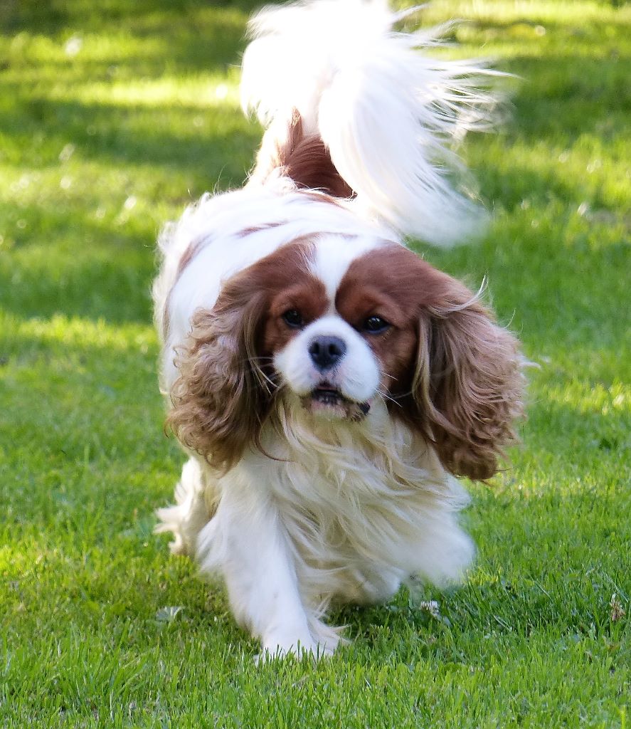 Horton du domaine de machrisor