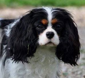 Louméa du domaine de machrisor