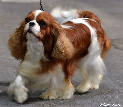 Heaven sent du domaine de machrisor