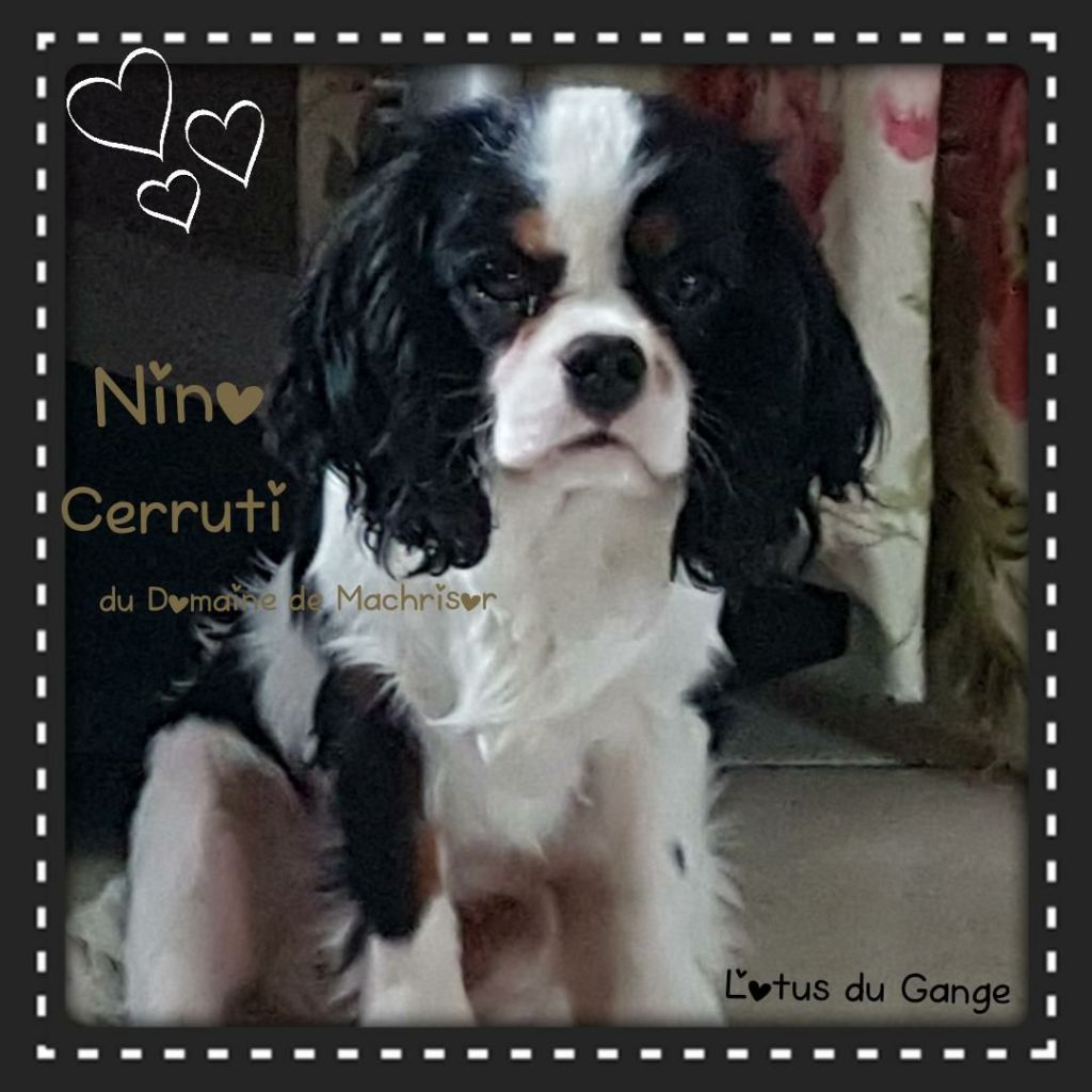 Nino cerruti du domaine de machrisor