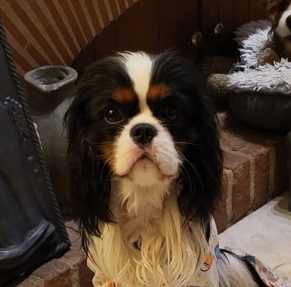 Viens petit coeur des Princes de la foret noire