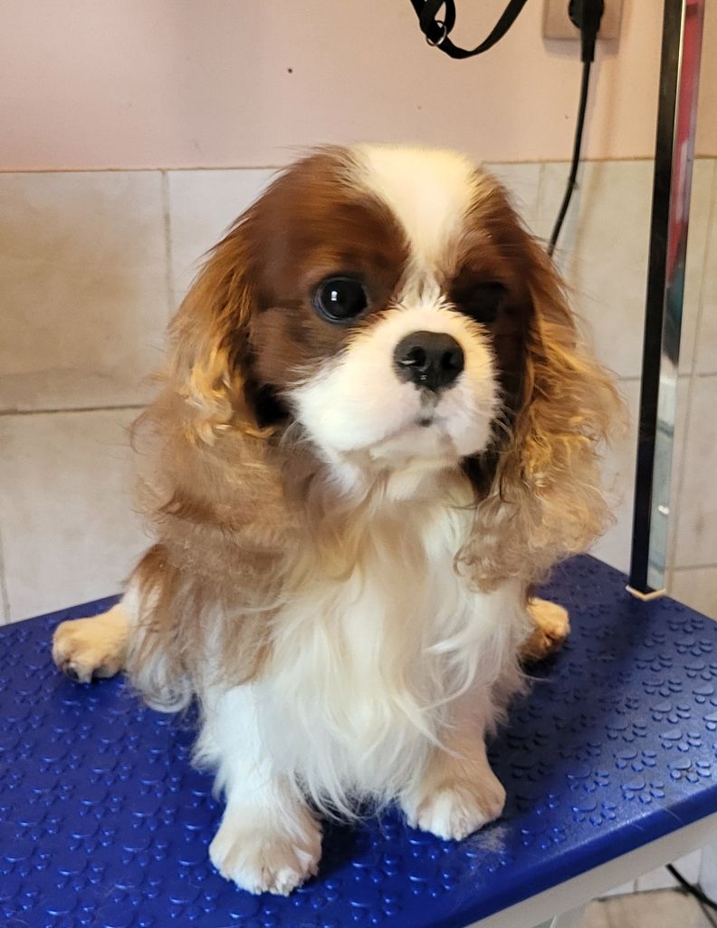 Camelot elegancijos kristalas