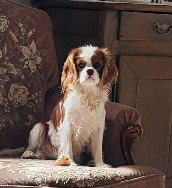 Vox populi du domaine de machrisor