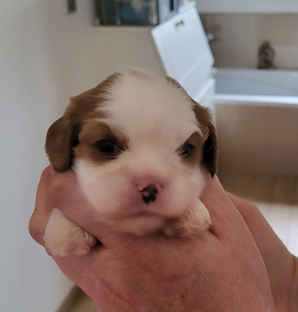 du domaine de machrisor - Chiots disponibles - Cavalier King Charles Spaniel