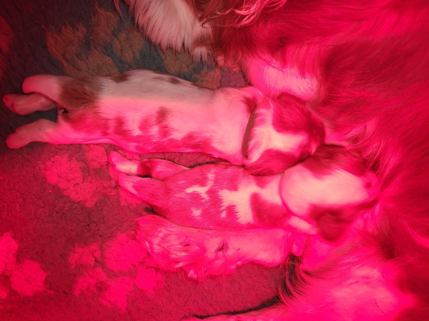 Chiot Cavalier King Charles Spaniel du domaine de machrisor