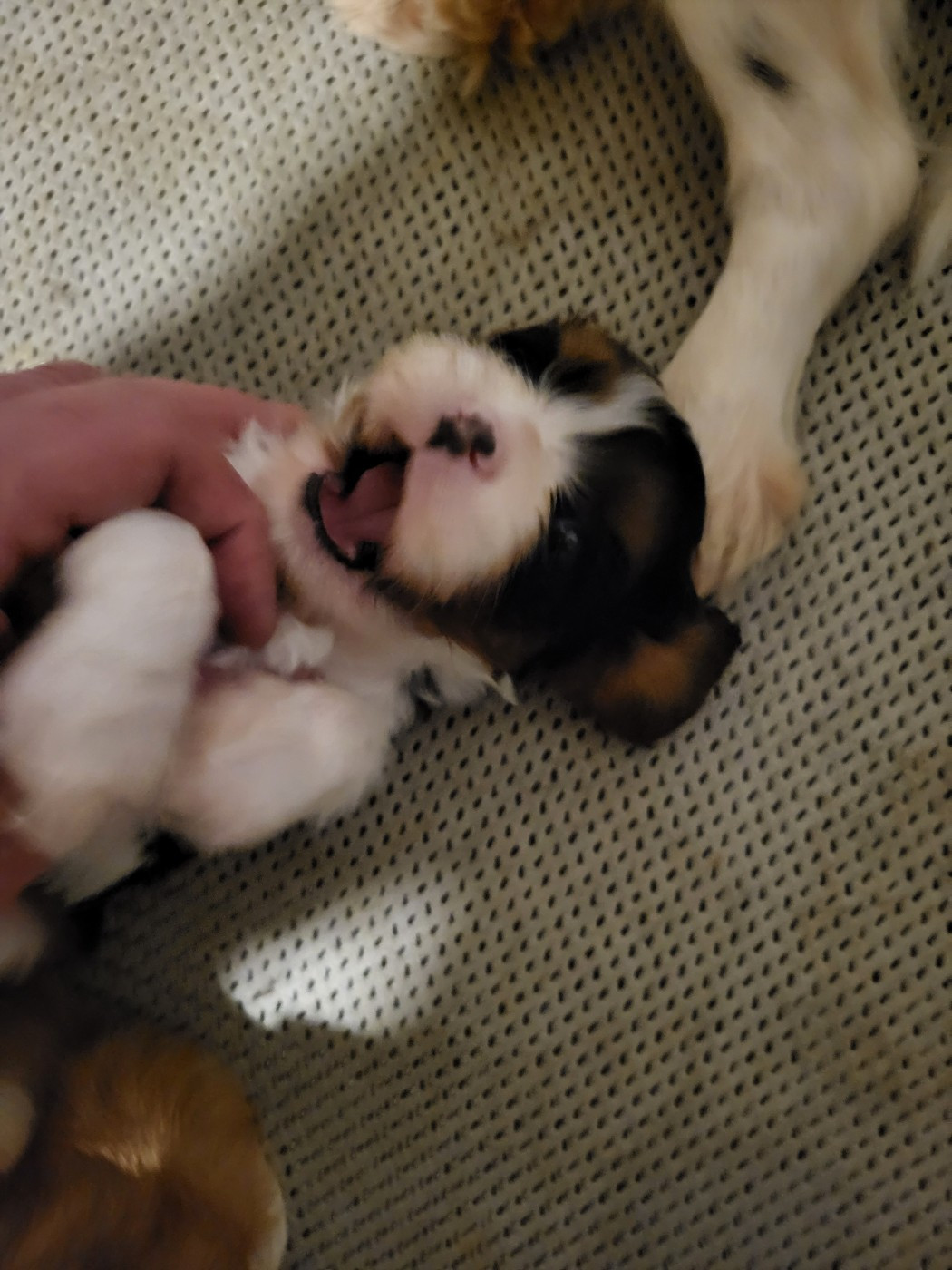 du domaine de machrisor - Chiots disponibles - Cavalier King Charles Spaniel