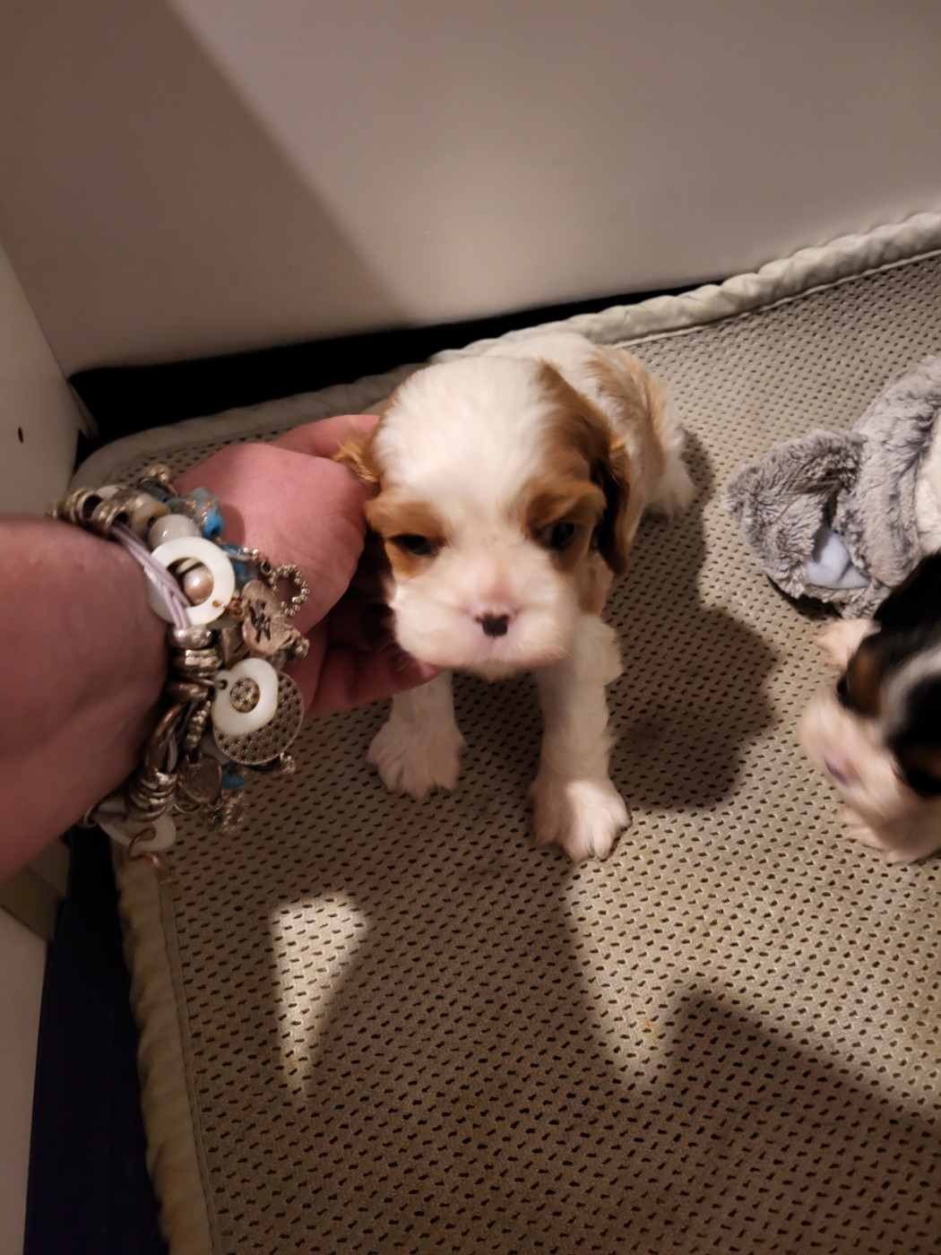 du domaine de machrisor - Chiots disponibles - Cavalier King Charles Spaniel