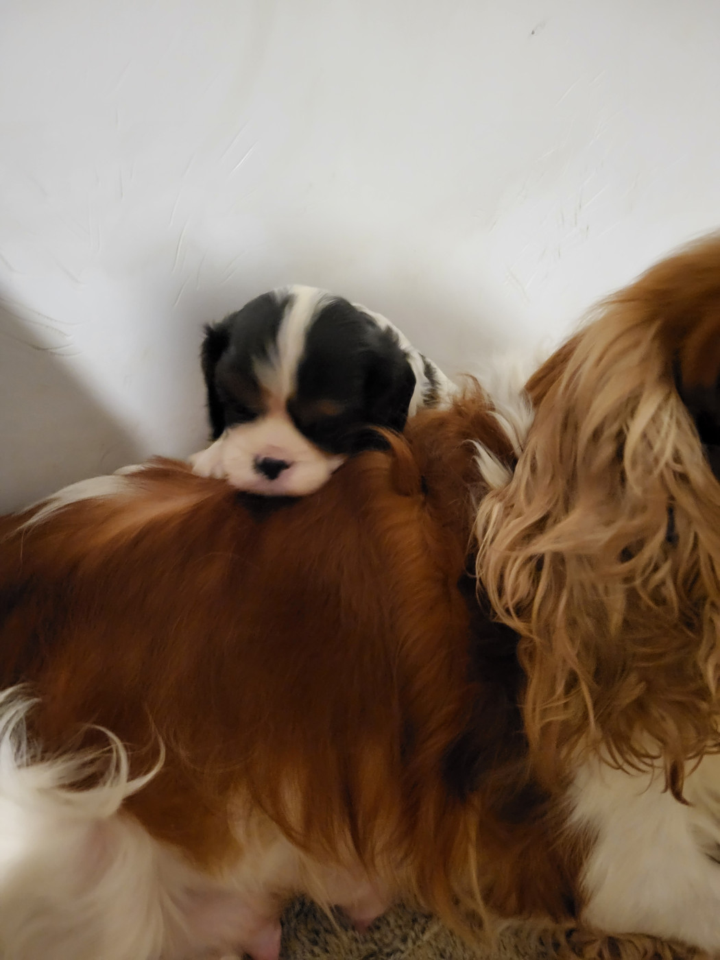 du domaine de machrisor - Chiots disponibles - Cavalier King Charles Spaniel