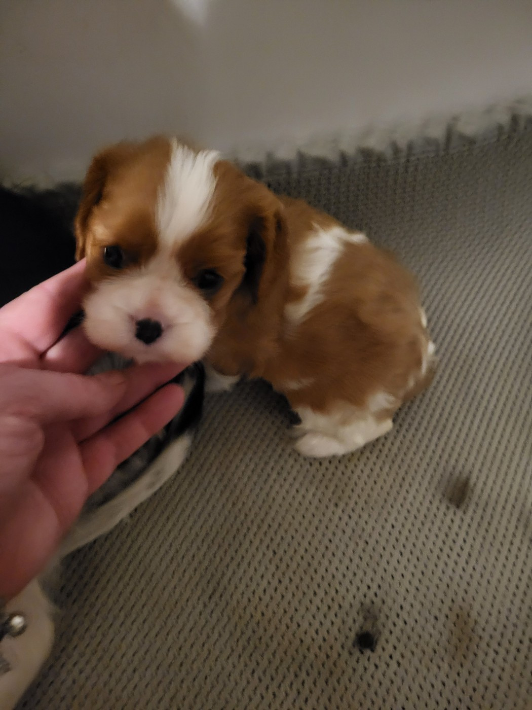 du domaine de machrisor - Chiots disponibles - Cavalier King Charles Spaniel