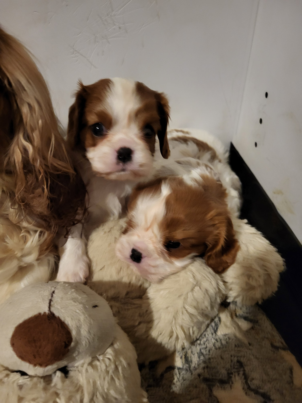 du domaine de machrisor - Chiots disponibles - Cavalier King Charles Spaniel