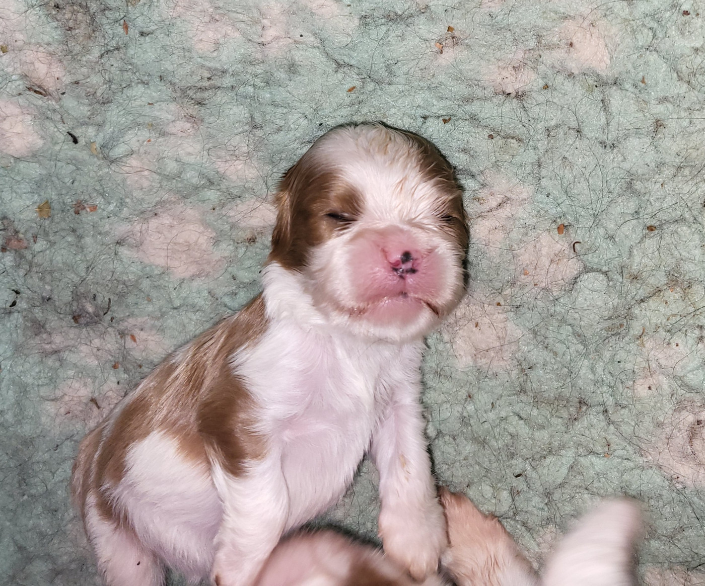 du domaine de machrisor - Chiots disponibles - Cavalier King Charles Spaniel