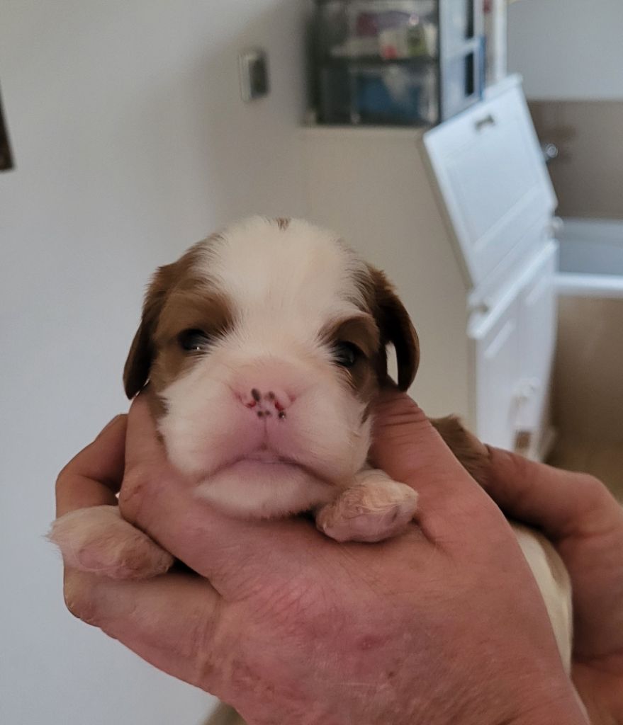 du domaine de machrisor - Chiots disponibles - Cavalier King Charles Spaniel