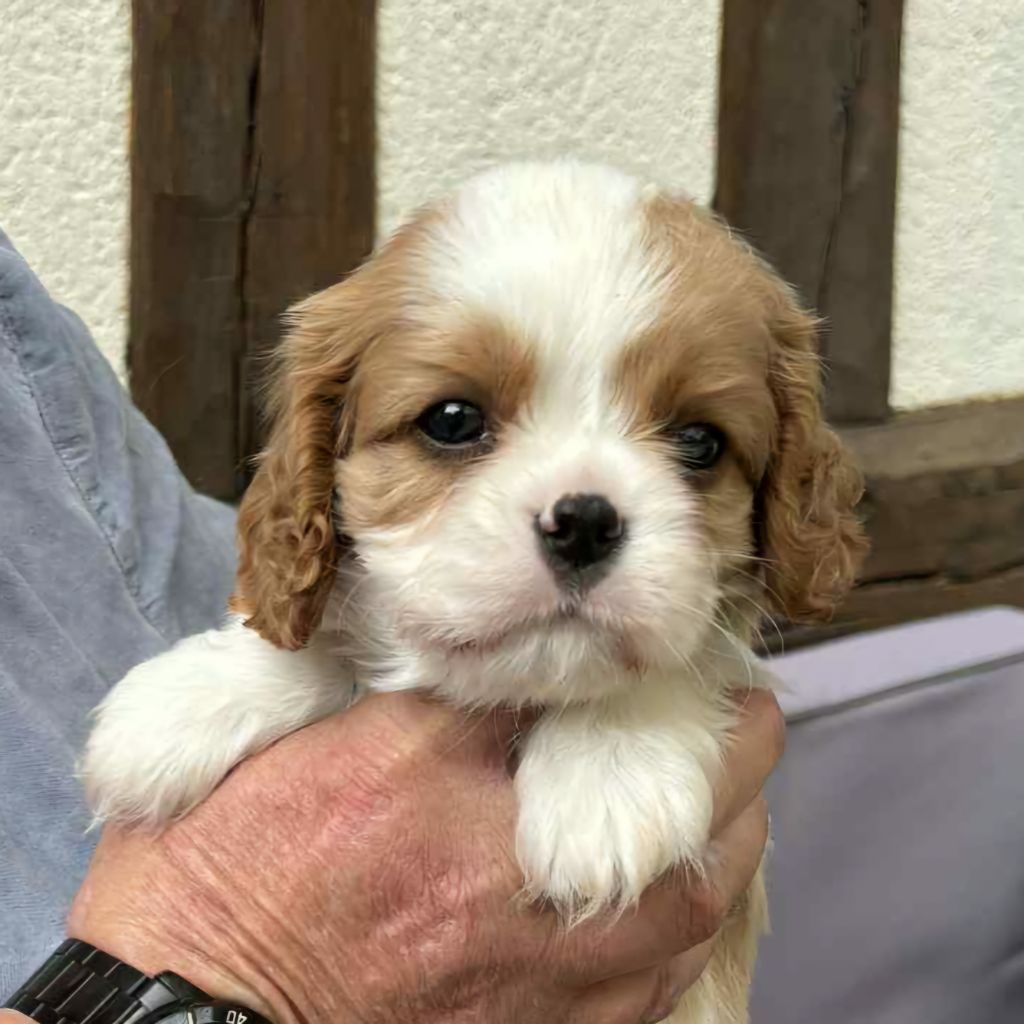 du domaine de machrisor - Chiots disponibles - Cavalier King Charles Spaniel