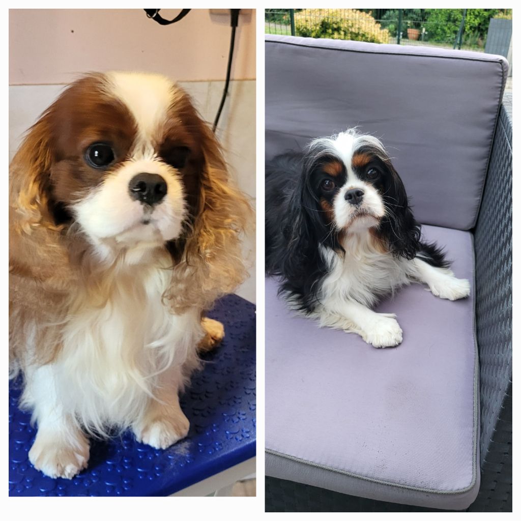 Chiot Cavalier King Charles Spaniel du domaine de machrisor
