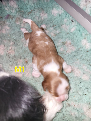 Chiot N°1