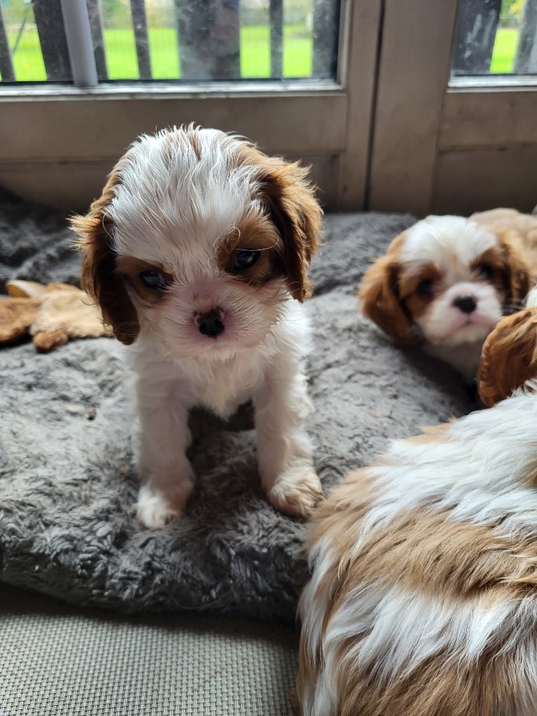 du domaine de machrisor - Chiots disponibles - Cavalier King Charles Spaniel