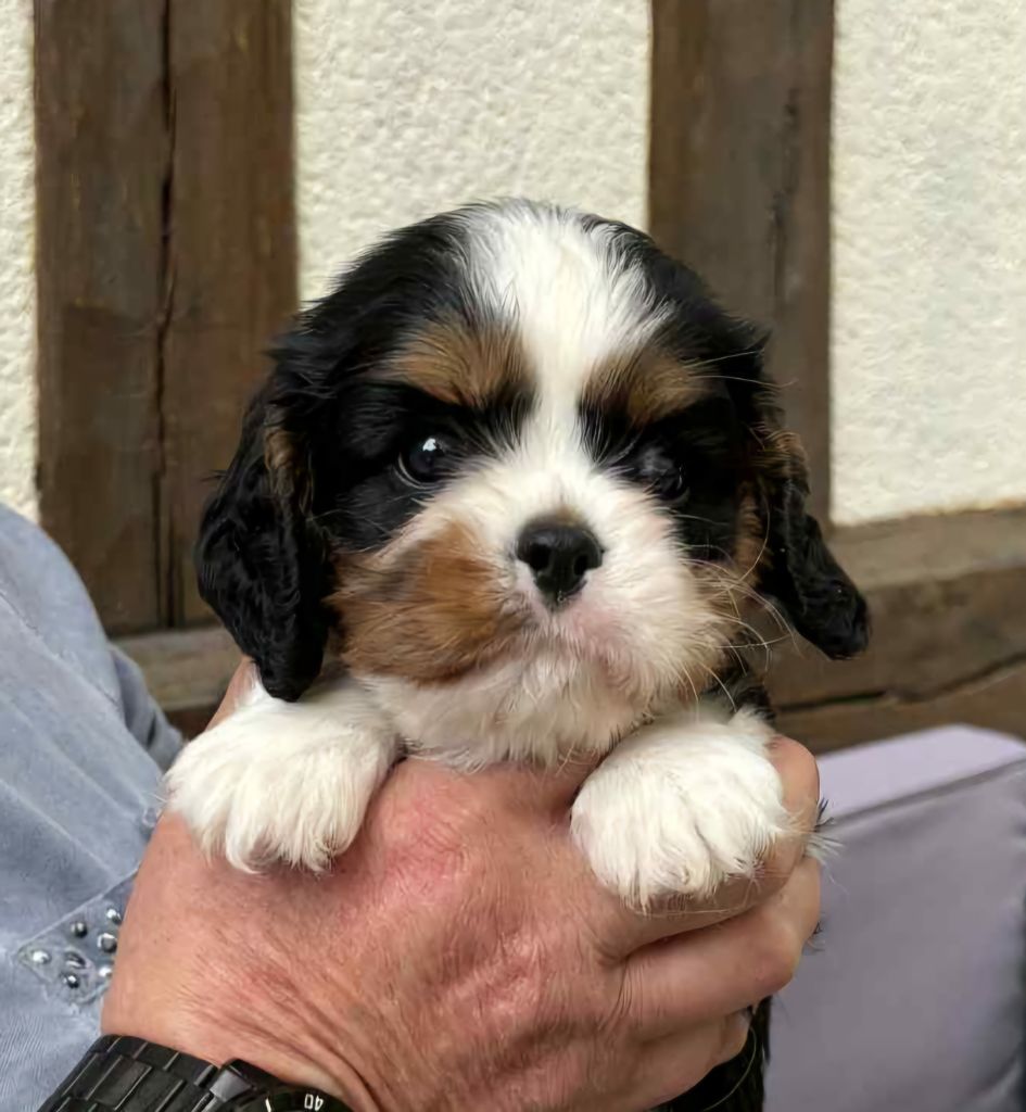 du domaine de machrisor - Chiots disponibles - Cavalier King Charles Spaniel
