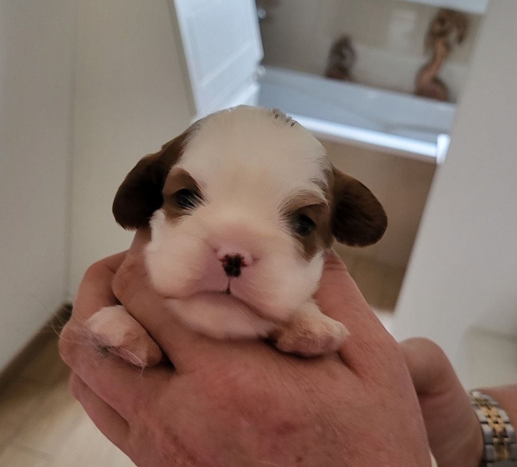 du domaine de machrisor - Chiots disponibles - Cavalier King Charles Spaniel