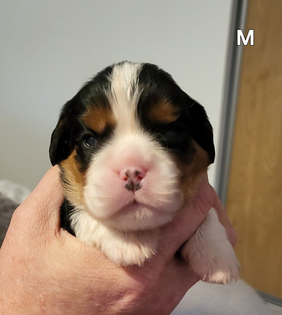 du domaine de machrisor - Chiots disponibles - Cavalier King Charles Spaniel