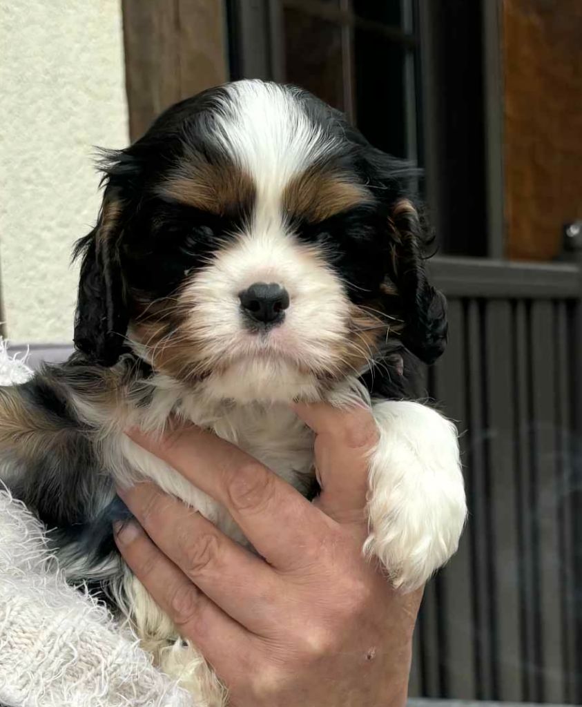 du domaine de machrisor - Chiots disponibles - Cavalier King Charles Spaniel