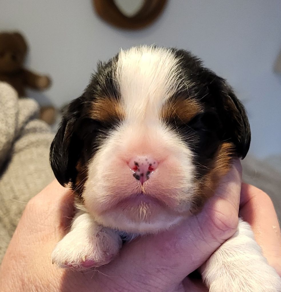 du domaine de machrisor - Chiots disponibles - Cavalier King Charles Spaniel